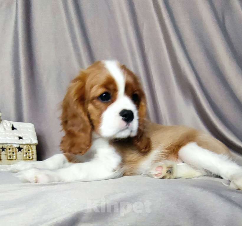 Собаки в Санкт-Петербурге: Красивая девочка кавалер Кинг Чарльз спаниель  Девочка, 150 000 руб. - фото 2