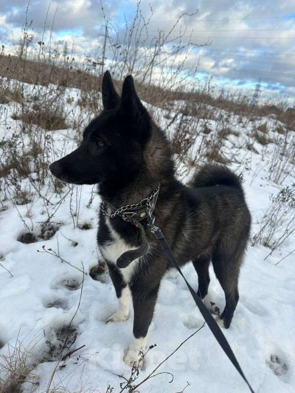 Собаки в Раменском: Молодая и симпатичная Багира🐕‍🦺  Девочка, Бесплатно - фото 1