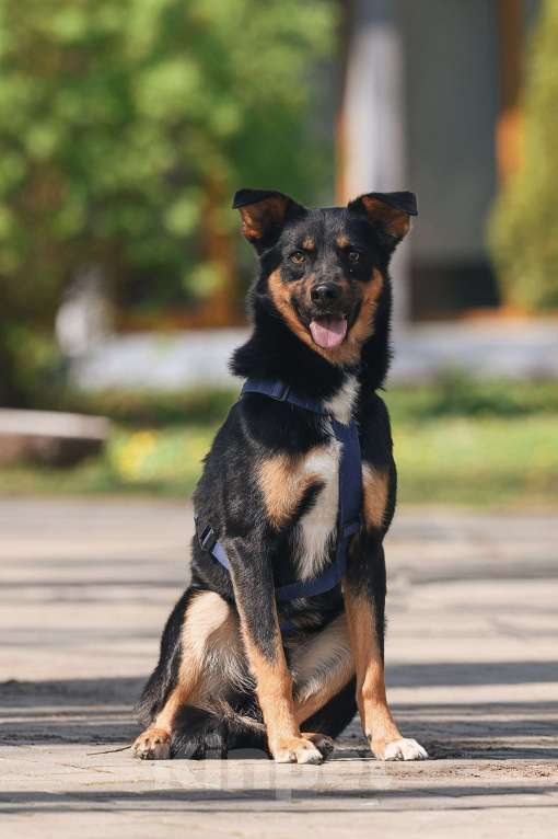 Собаки в Москве: Деймонд ищет дом Мальчик, Бесплатно - фото 5