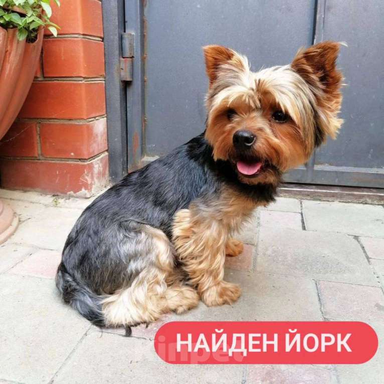 Собаки в Анапе: Найден взрослый кобель йоркширского терьера  Мальчик, Бесплатно - фото 1