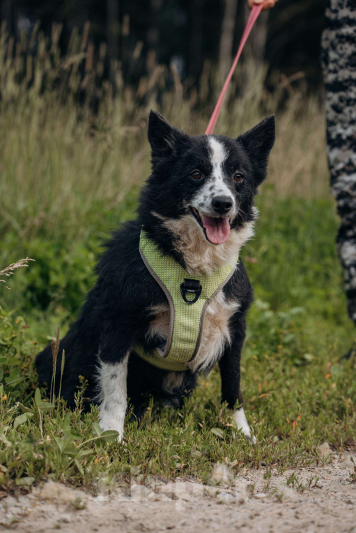Собаки в Москве: Бордер колли, метис  в добрые руки. Девочка, Бесплатно - фото 4