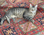 Кошки в Москве: Очаровательный молодой котик-полосатик Рысик Мальчик, Бесплатно - фото 3