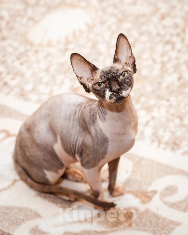 Кошки в Москве: Буся ищет любящую семью Девочка, Бесплатно - фото 4