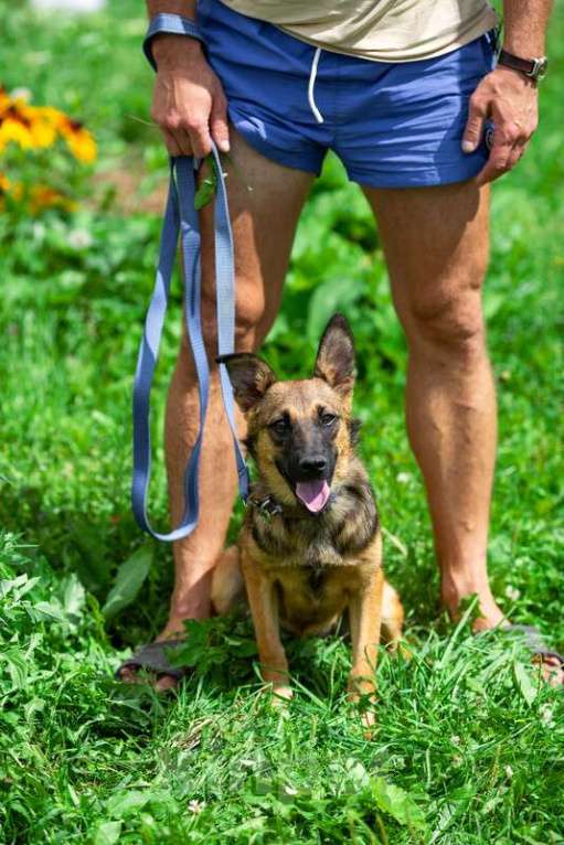 Собаки в Москве: Щенок-коротколапик Барсюк в добрые руки Мальчик, 1 руб. - фото 3