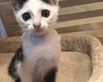 Кошки в Кисловодске: Котёнок в добрые руки Девочка, Бесплатно - фото 3