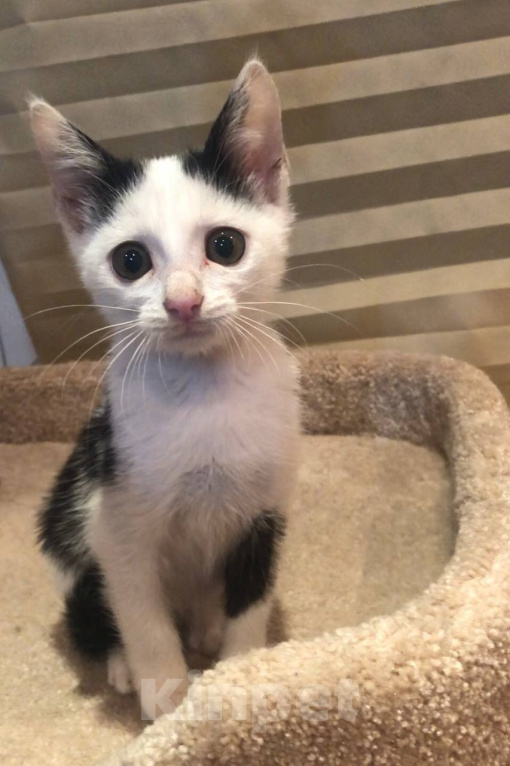 Кошки в Кисловодске: Котёнок в добрые руки Девочка, Бесплатно - фото 3