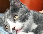 Кошки в Бронницах: Отдам котенка Девочка, 100 руб. - фото 4