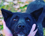 Собаки в Раменском: Идеальный Чарли в поисках своей семьи Мальчик, Бесплатно - фото 3