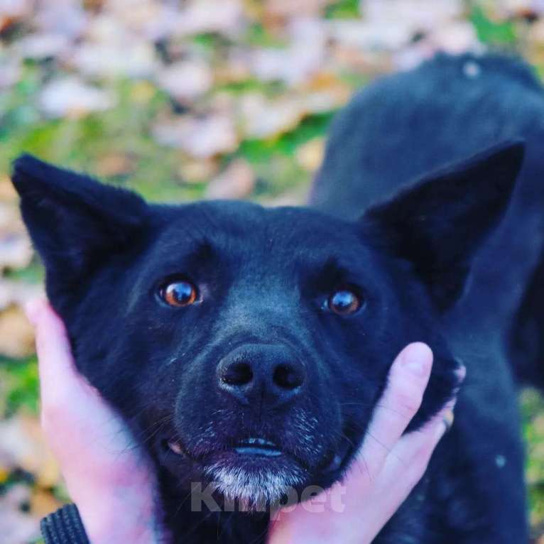 Собаки в Раменском: Идеальный Чарли в поисках своей семьи Мальчик, Бесплатно - фото 3