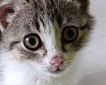Кошки в Краснодаре: Котенок в добрые руки Девочка, Бесплатно - фото 1