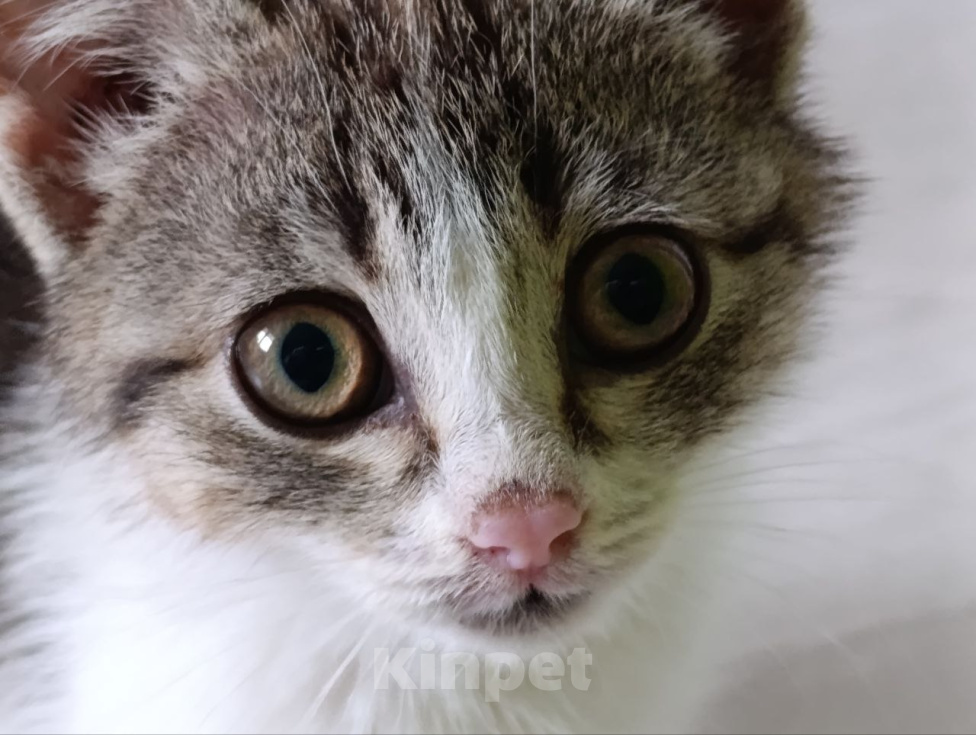 Кошки в Краснодаре: Котенок в добрые руки Девочка, Бесплатно - фото 1