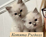 Кошки в Москве: Котята Рэгдолл  Мальчик, 20 000 руб. - фото 1