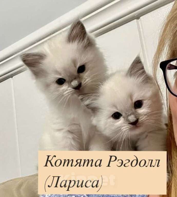 Кошки в Москве: Котята Рэгдолл  Мальчик, 20 000 руб. - фото 1