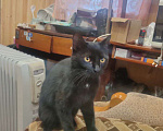 Кошки в Ульяновске: Найден черный кот Мальчик, Бесплатно - фото 3