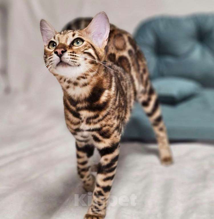 Кошки в Москве: Бенгальский котёнок Хантер Мальчик, 25 000 руб. - фото 4