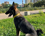 Собаки в Москве: Молоденькая мини-овчарочка Нора ищет семью! Девочка, Бесплатно - фото 5
