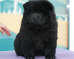 Собаки в Новосибирске: Мальчик чёрного окраса Мальчик, 25 000 руб. - фото 1