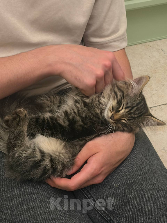 Кошки в Москве: Котенок (очень ласковый) Мальчик, Бесплатно - фото 2