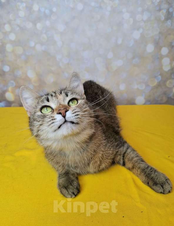 Кошки в Москве: Важена будет на выставке-пристройстве в Москве Девочка, Бесплатно - фото 7