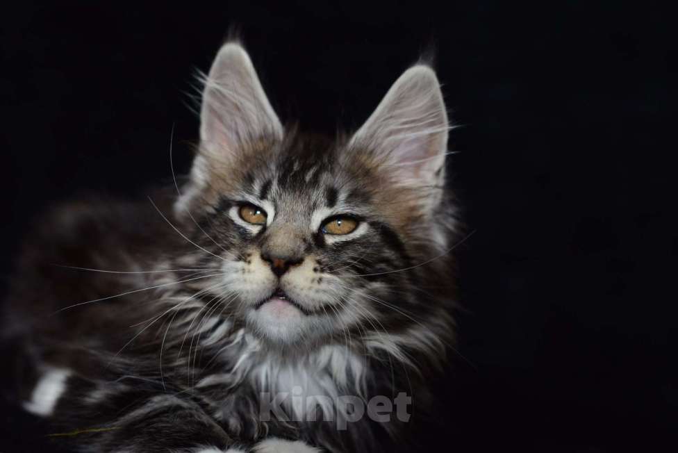 Кошки в Котельнике: Мейн-кун котёнок Мальчик, 27 000 руб. - фото 2