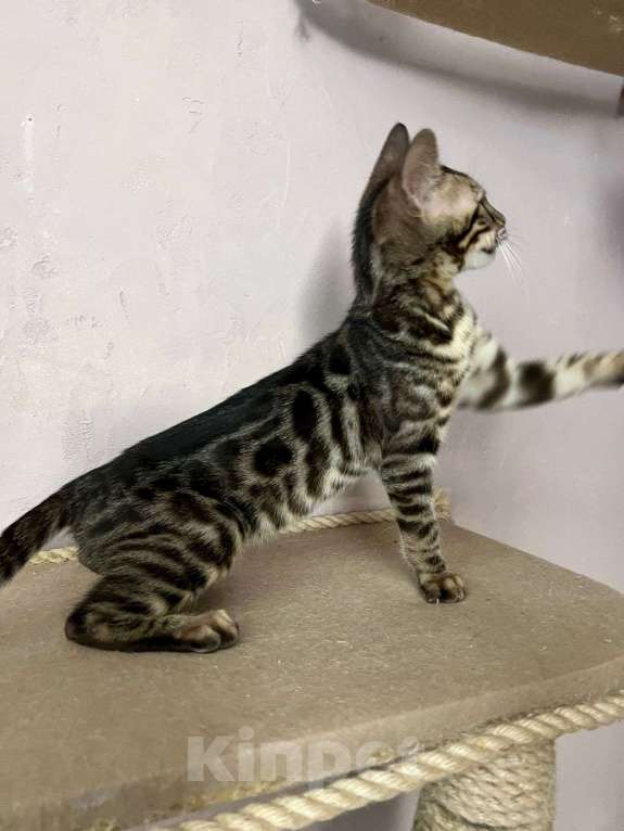 Кошки в Нижнем Новгороде: Котенок бенгальской кошки Девочка, Бесплатно - фото 3