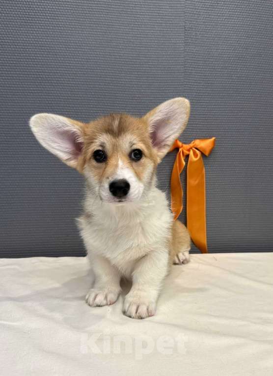 Собаки в Кургане: Щенок вельш корги пемброк, сука Девочка, 50 000 руб. - фото 2