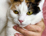 Кошки в Москве: Кошка Пятнашка – трехцветная обаяшка в добрые руки Девочка, Бесплатно - фото 8