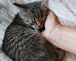 Кошки в Санкт-Петербурге: Скромная Катюша Девочка, Бесплатно - фото 3