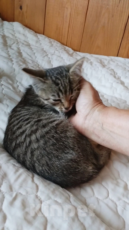 Кошки в Санкт-Петербурге: Скромная Катюша Девочка, Бесплатно - фото 3