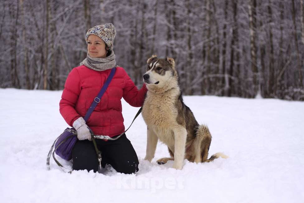 Собаки в Видном: щенок Криолан, 1 год Мальчик, Бесплатно - фото 9