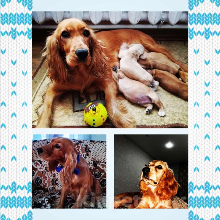 Собаки в Краснодаре: Бронирование щенков, 10 000 руб. - фото 1