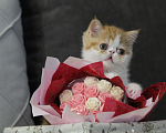 Кошки в Новокузнецке: Экзотические котята Мальчик, 25 000 руб. - фото 5