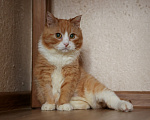 Кошки в Москве: Шикарные молодые котики и кошечки (1 г.) в дар Девочка, Бесплатно - фото 1