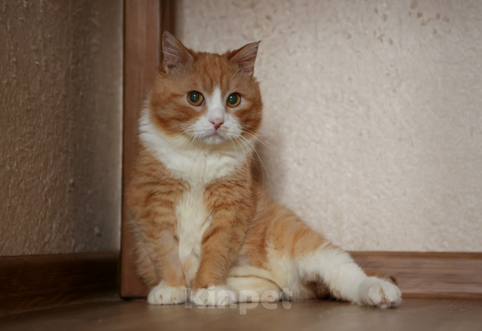Кошки в Москве: Шикарные молодые котики и кошечки (1 г.) в дар Девочка, Бесплатно - фото 1