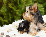 Собаки в Ярославле:  Йоркширский терьер Мальчик, 22 000 руб. - фото 2