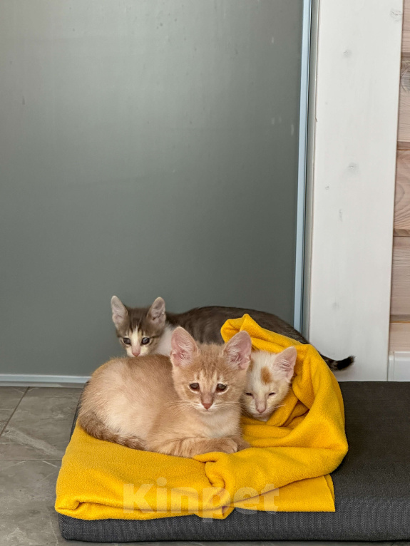 Кошки в Казани: Обаятельный шустрик ищет дом  Мальчик, Бесплатно - фото 2