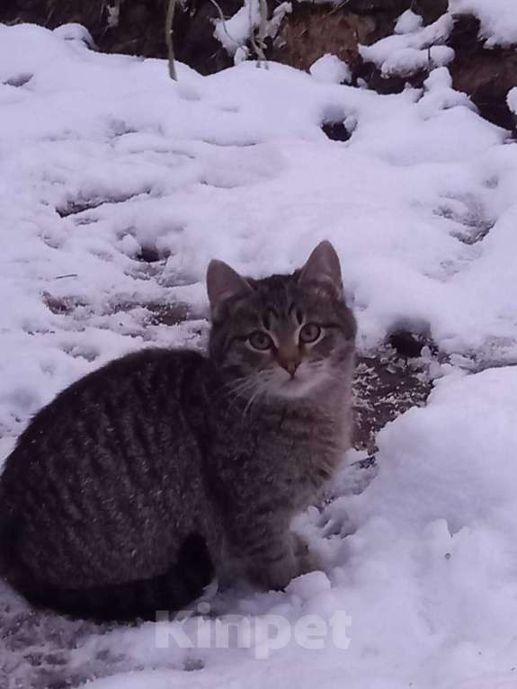 Кошки в других городах Московской области: SOS! Котёнок СРОЧНО ищет дом!!! Мальчик, Бесплатно - фото 1