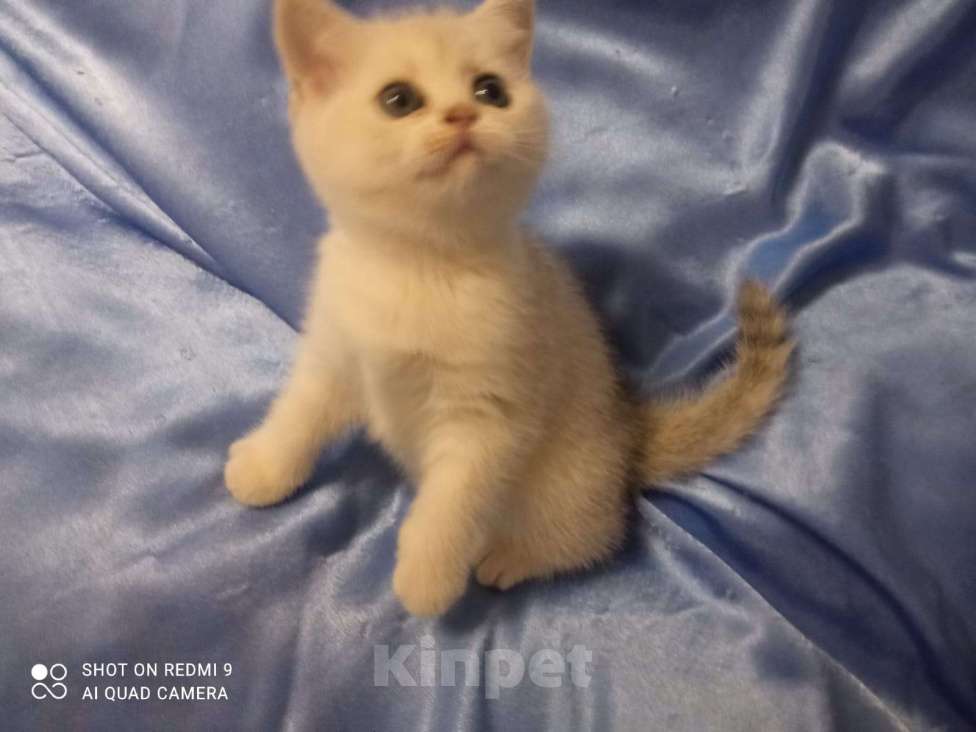 Кошки в Уфе: Британский короткошерстный котенок Девочка, Бесплатно - фото 8