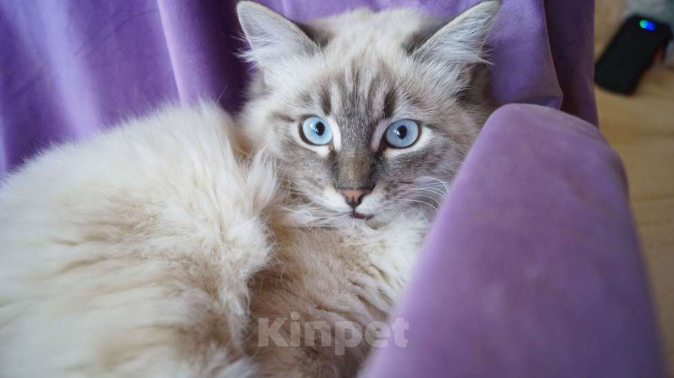 Кошки в Краснодаре: Невская маскарадная котенок Амур в окрасе блю биколор поинт Мальчик, 35 000 руб. - фото 4
