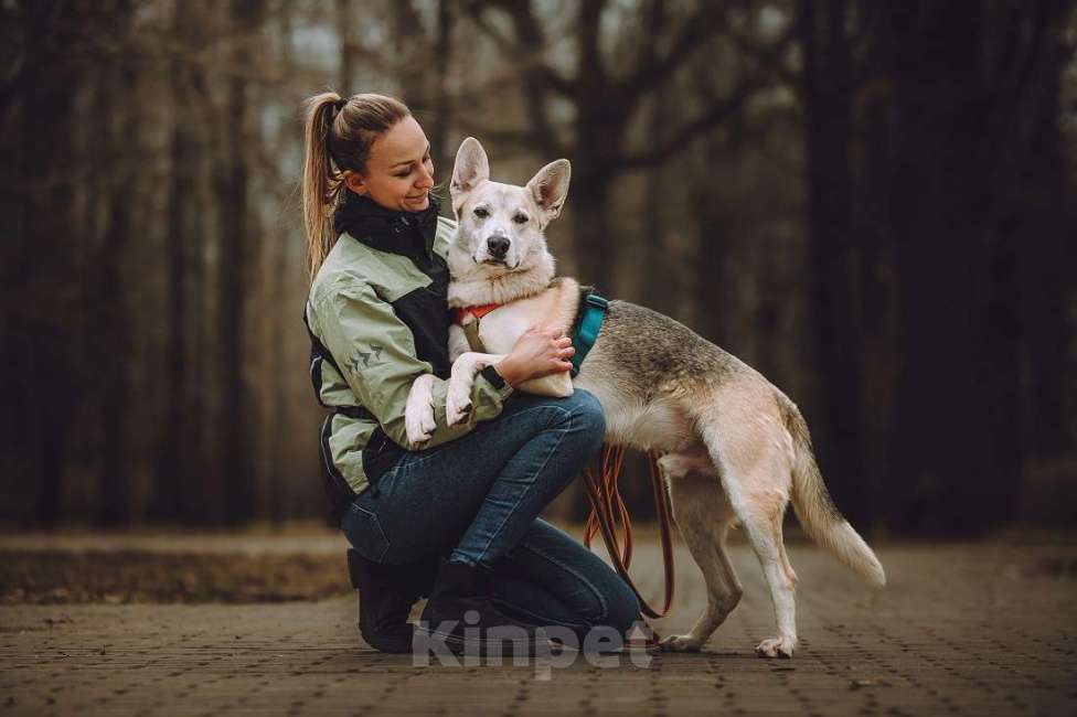 Собаки в Москве: Марко ищет дом и семью! Мальчик, Бесплатно - фото 9