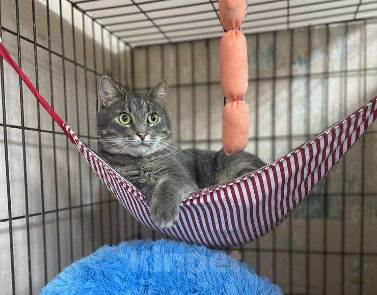 Кошки в Москве: Чудесный полосатик Капитолий ищет маму и папу Мальчик, Бесплатно - фото 6