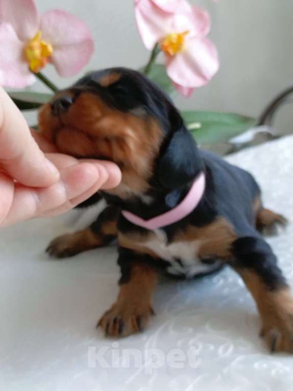 Собаки в Москве: Русский охотничий спаниель девочка Девочка, 50 000 руб. - фото 1