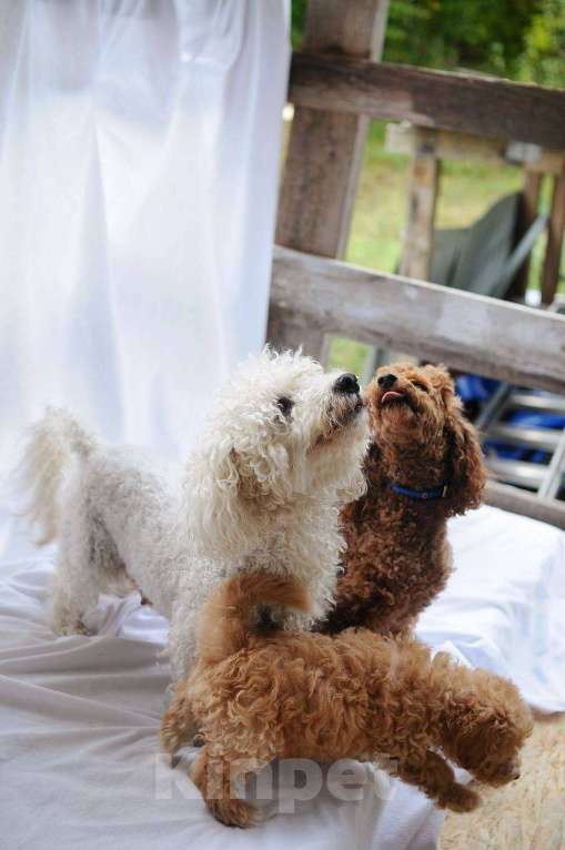 Собаки в Хадыженске: Мальтипу teddy Мальчик, 57 000 руб. - фото 4