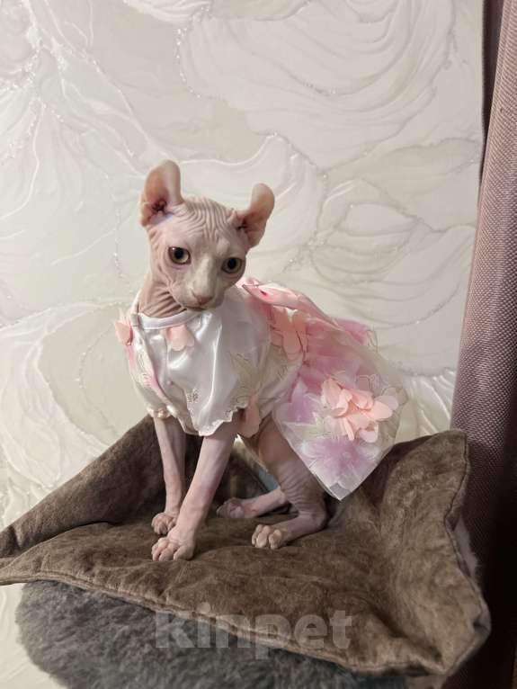 Кошки в Новокузнецке: Кошечка Эльф Девочка, 25 000 руб. - фото 3