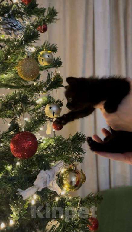 Кошки в Москве: котята ищут дом Мальчик, Бесплатно - фото 6