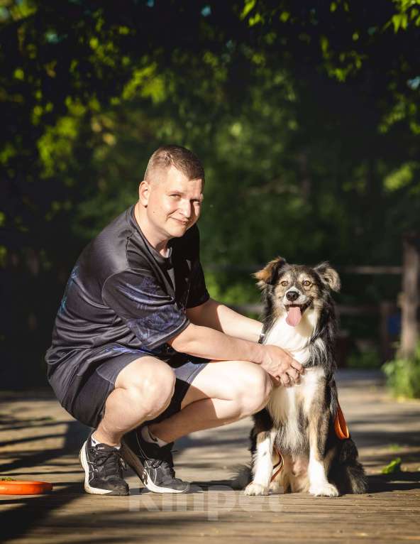 Собаки в Москве: Шарик в добрые руки  Мальчик, Бесплатно - фото 5