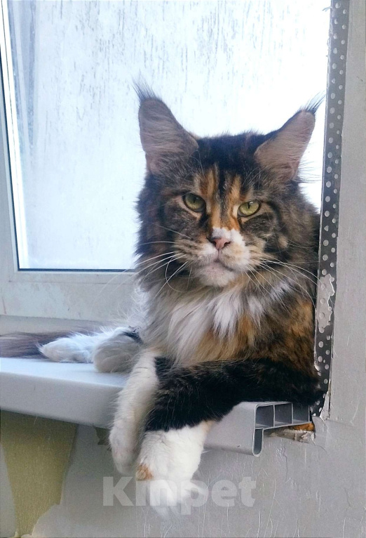 Кошки в других городах Московской области: Кошка Мейн-кун Девочка, Бесплатно - фото 1