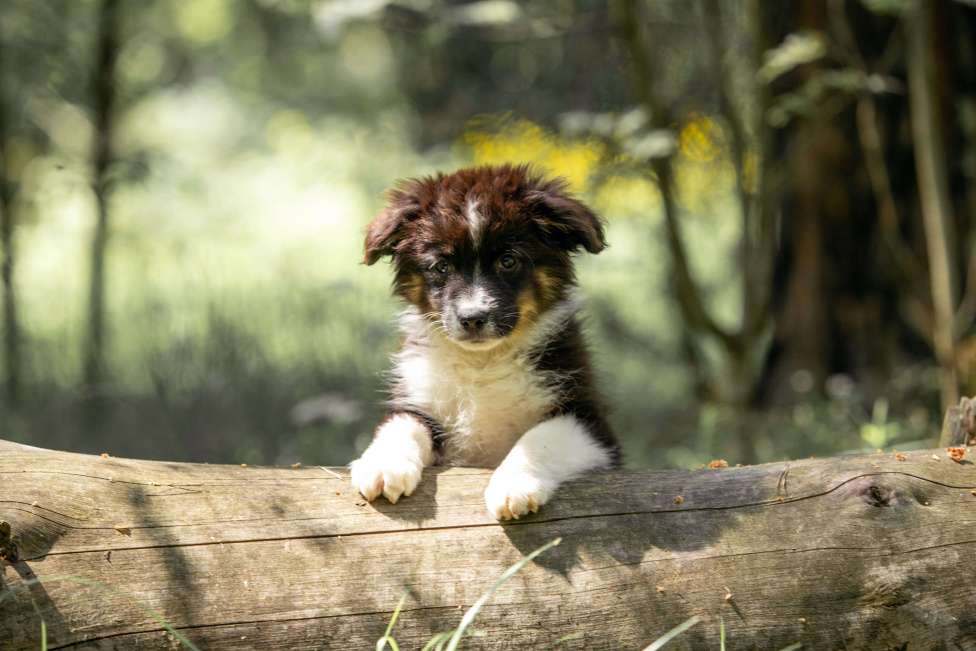 Собаки в Москве: Миниаусси щенок, MAS Девочка, Бесплатно - фото 5