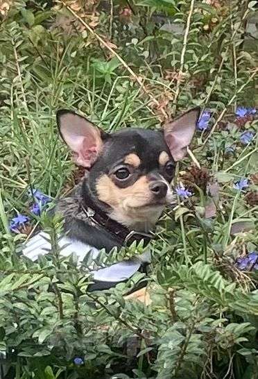 Собаки в Ялте: Чихуахуа подрощенная девочка Девочка, 40 000 руб. - фото 5