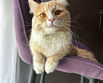 Кошки в Мытищах: Кот Томас Мальчик, 100 руб. - фото 1
